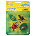 Insect Lore Ladybug Life Cycle Stages Figure Set 6090